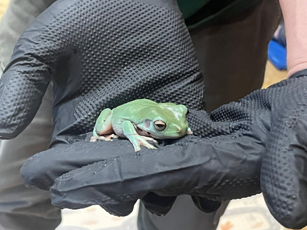 Gdy biblioteka zamienia się w terrarium